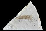 Fossil Pea Crab (Pinnixa) From California - Miocene #74470-1
